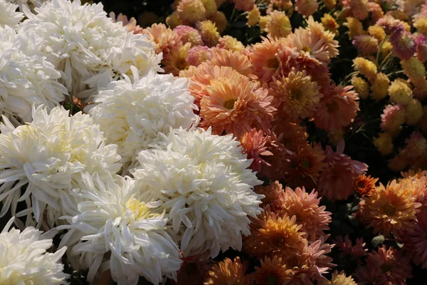 Beautiful garden  flowers — Stock Photo, Image