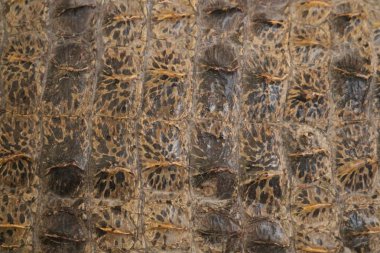 nadir timsah derisinden