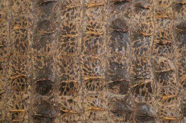 nadir timsah derisinden