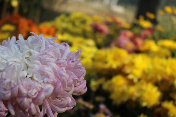 Beautiful garden  flowers — Stock Photo, Image