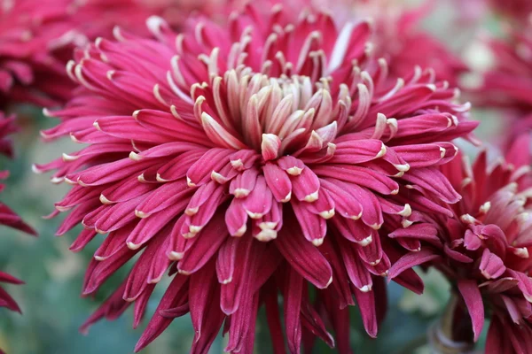 Красиві квіти Гіацинта — стокове фото
