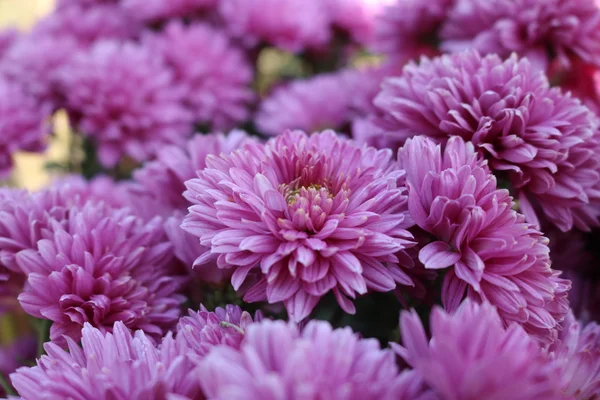 Beautiful garden  flowers — Stock Photo, Image