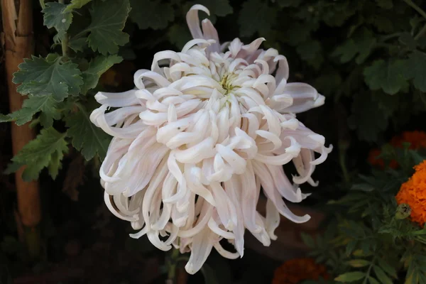 Красиву квітку Гіацинта — стокове фото
