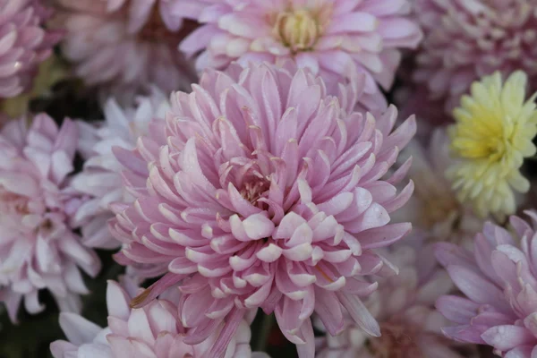 Beautiful garden  flowers — Stock Photo, Image