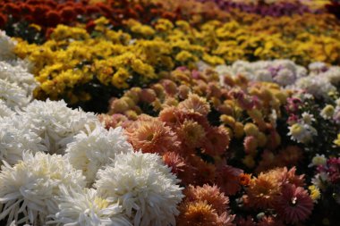 Güzel bahçe çiçekleri 