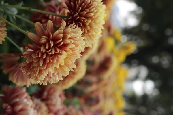 Хризантема красиві квіти — стокове фото