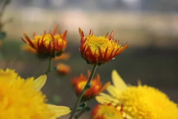 Szép kerti virágok — Stock Fotó