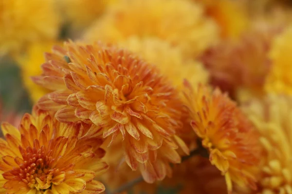 Schöne Gartenblumen — Stockfoto