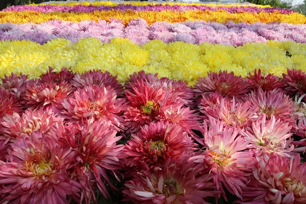 Hermosas flores de jardín — Foto de Stock