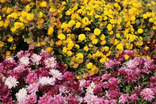 Hermosas flores de jardín — Foto de Stock