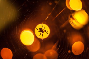 büyük örümcek ışık spot ve web üzerinde oturan