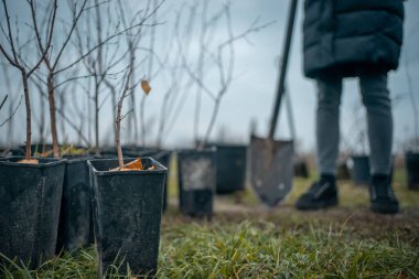Yeşiller parkında bahçe aletleriyle yeni ağaçlar dikmek