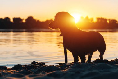 Gün batımında nehir kıyısındaki komik evcil köpek ya da dachshund silueti.