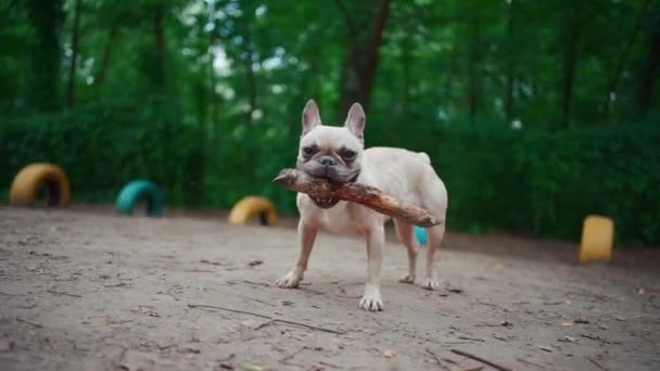 Närbild av fransk bulldog eller sällskapsdjur hund lek med pinne i sommarparken — Stockvideo