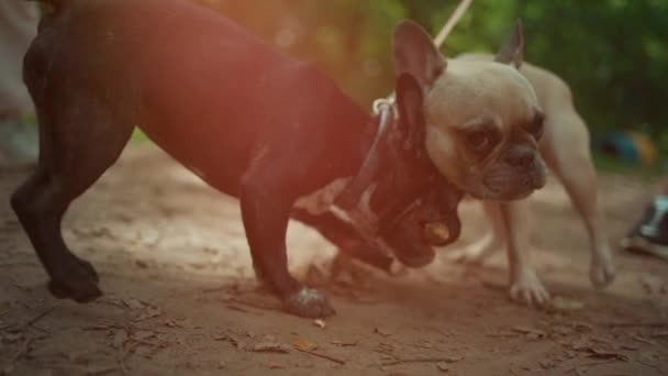 Primer plano de dos bulldog francés o perros pelean y juegan con palo en el parque de verano — Vídeos de Stock