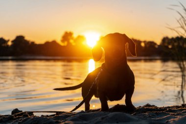 Gün batımında nehir kıyısındaki komik evcil köpek ya da dachshund silueti.