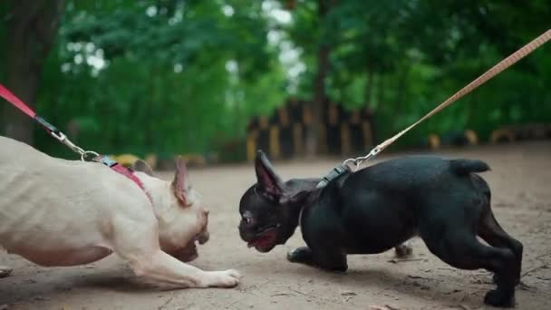 Zwei französische Bulldoggen oder Haustiere kämpfen und spielen mit Stock im Sommerpark — Stockvideo