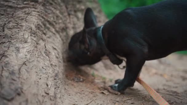 Close-up van schattige kleine franse bulldog puppy lopen en zoeken in de buurt van boom in park — Stockvideo