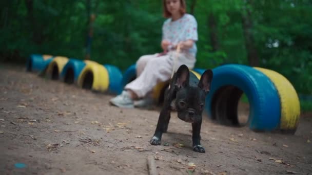 Criança andar com pouco bonito francês bulldog cachorro ou cão de estimação no parque infantil — Vídeo de Stock