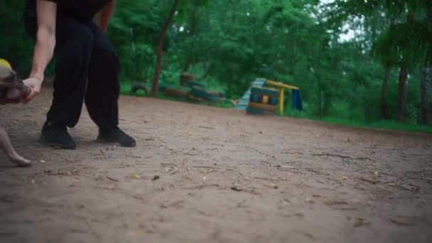 Молодий чоловік і французький бульдог собака тренується і грає з палицею в літньому парку — стокове відео