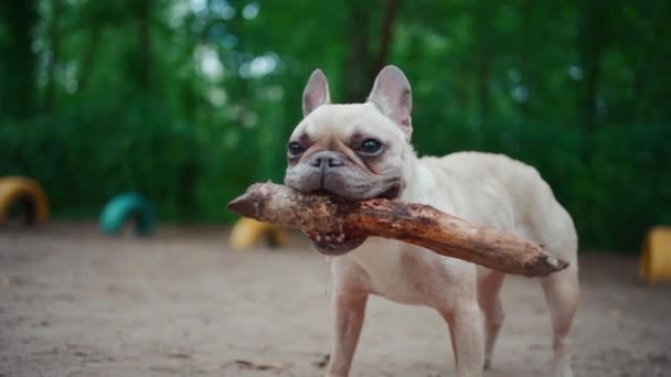 Nahaufnahme von Französischer Bulldogge oder Hund spielen mit Stock im Sommerpark — Stockvideo
