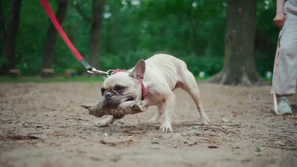 Närbild av arga franska bulldog eller sällskapsdjur hund lek och bita pinne i sommarparken — Stockvideo