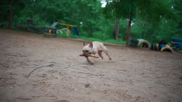 Χαρούμενο γαλλικό μπουλντόγκ ή κατοικίδιο ζώο παιχνίδι σκυλί και να τρέξει με ραβδί στην παιδική χαρά στο πάρκο — Αρχείο Βίντεο