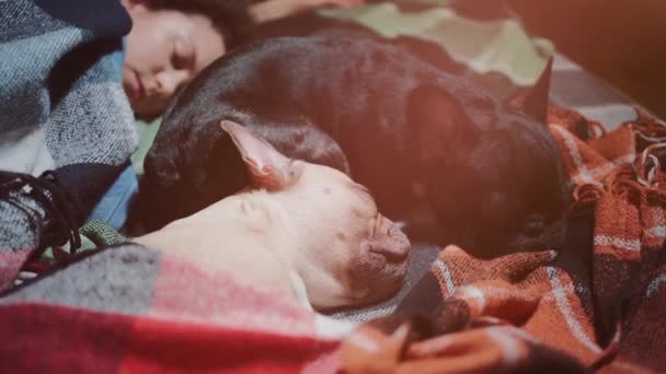 Feminino e casal bonito francês bulldog cães dormindo na cama com xadrez em casa — Vídeo de Stock