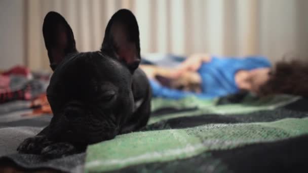 Female and couple cute french bulldog dogs resting on bed with plaid at home — Stock Video