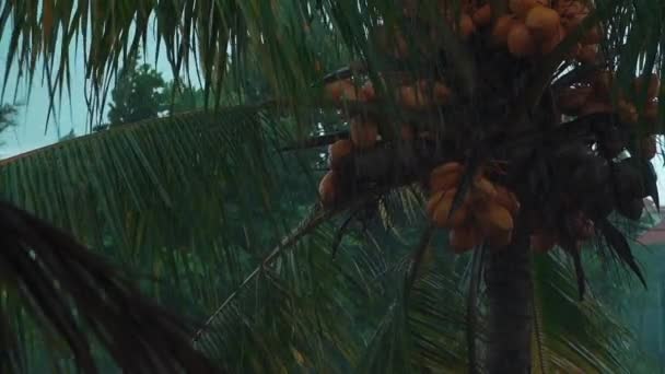 Αργή κίνηση της βροχής που πέφτει σε καρύδα ή φοίνικα στο τροπικό δάσος στην Ινδονησία — Αρχείο Βίντεο