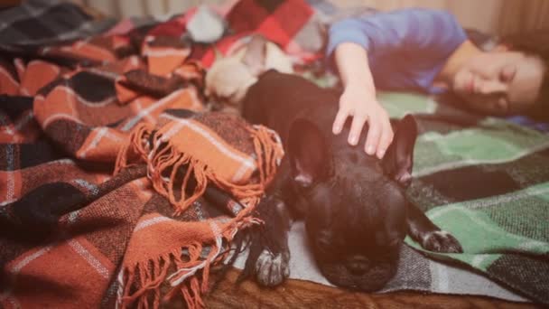 Θηλυκά και ζευγάρι χαριτωμένα γαλλικά μπουλντόγκ σκυλιά αναπαύεται στο κρεβάτι με καρό στο σπίτι — Αρχείο Βίντεο