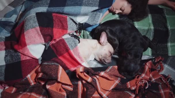 Жінка і пара милих французьких бульдог собак спить на ліжку з пледом вдома — стокове відео