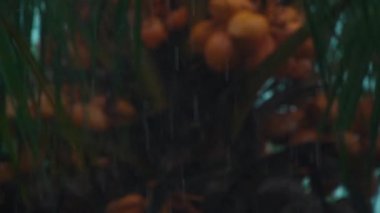 Endonezya yağmur ormanlarında hindistan cevizi ağacına ya da palmiye ağacına düşen yağmurun yavaş akışı