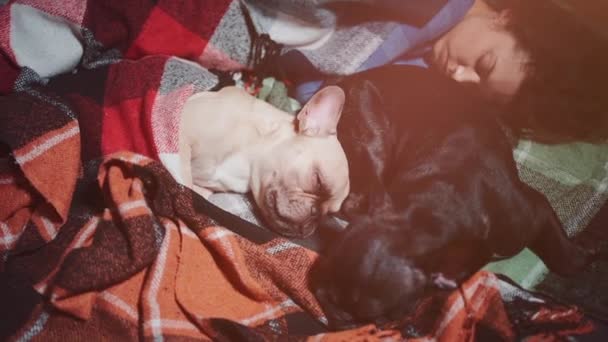 Hembra y pareja lindo francés bulldog perros durmiendo en cama con cuadros en casa — Vídeo de stock