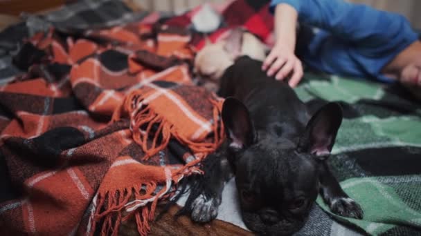 Feminino e casal bonito francês bulldog cães descansando na cama com xadrez em casa — Vídeo de Stock