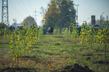 Taze ekilmiş taze ağaçları olan yeşil bahçe.