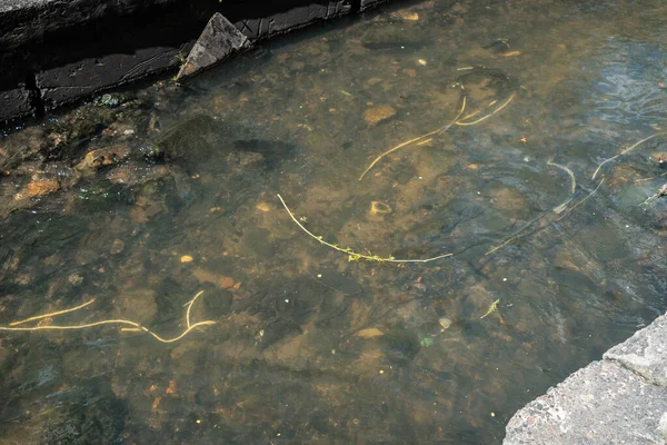 garbage, plastic bags and waste on industrial city river after spring flood