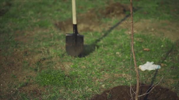 Neue Bäume mit Gartengeräten im grünen Park pflanzen — Stockvideo