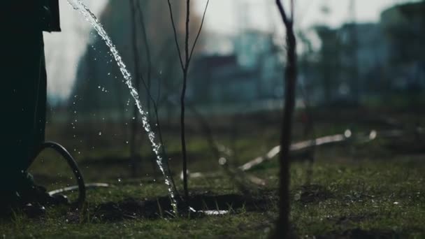 Jardinero regando árboles jóvenes en el jardín de verano — Vídeo de stock