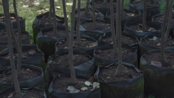 Conjunto de reflorestamento de troncos de árvores jovens em vasos — Vídeo de Stock