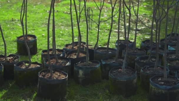 Conjunto de reflorestamento de troncos de árvores jovens em vasos — Vídeo de Stock