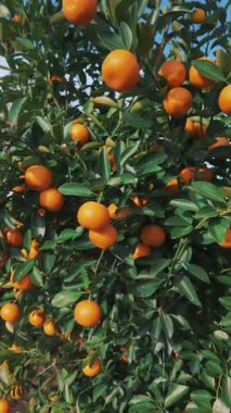 Yeşil ağaç dallarında olgun kumkuat narenciye meyveleri, doğal arka planda yetişen taze mandalina veya kumkuat portakalları. Yüksek kalite 4k görüntü, dikey video