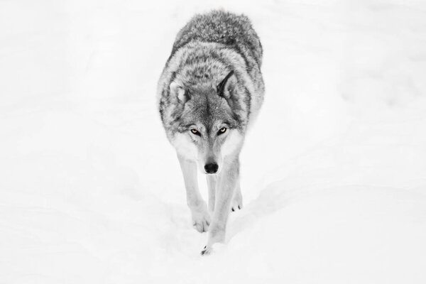 Noir wolf is coming right at you.The wolf walks through the snow in winter, a powerful and dangerous wild beast.