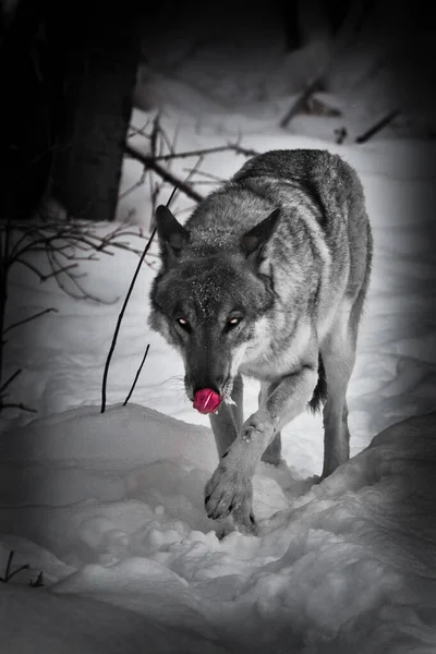 Noir wolf licks its lips with its red tongue. The wolf walks through the snow in winter, a powerful and dangerous wild beast.