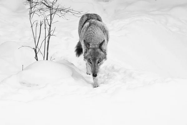 Noir Olhar Lobo Ambulante Lobo Caminha Pela Neve Inverno Uma — Fotografia de Stock