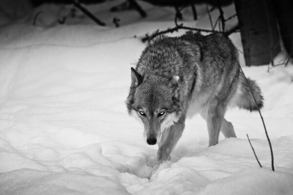 Noir wolf walks with his head down. The wolf walks through the snow in winter, a powerful and dangerous wild beast.