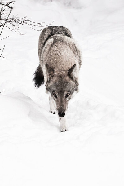 The look of a walking wolf. The wolf walks through the snow in winter, a powerful and dangerous wild beast.