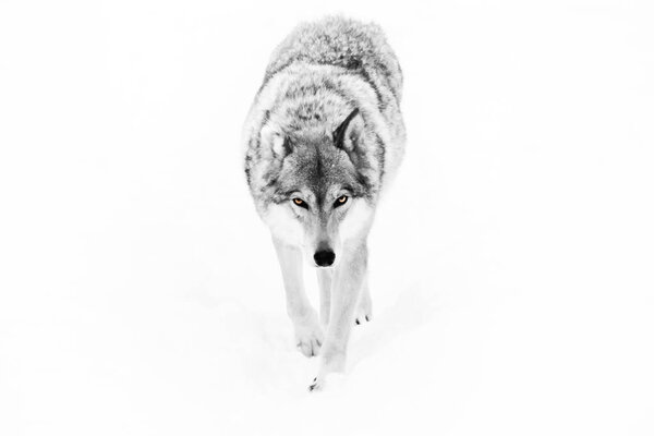 Gray she-wolf on a white background with glowing yellow eyes