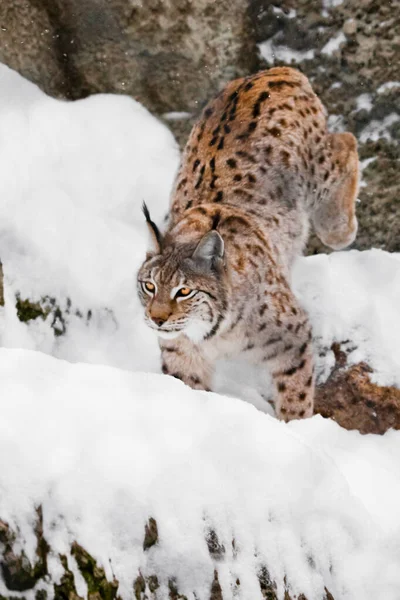 深刻なハンター リンクスは岩や雪の上にぴったりです — ストック写真