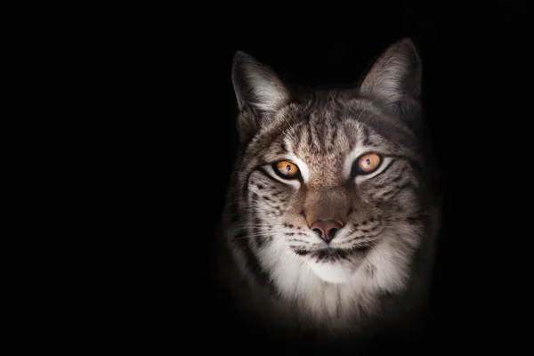 Listig Aussehen Luchs Orange Augen Schnauze Nahaufnahme Porträt Auf Schwarzem — Stockfoto